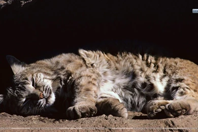 Afternoon Snooze, Bobcat Wallpapers