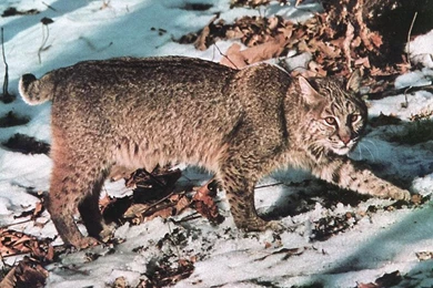 Best Animal Bobcat Wallpapers Best Blog WallpaperLikjen Create