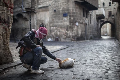 War, Cat, Street, Gun, Aleppo, Syria Wallpapers HD / Desktop And ...