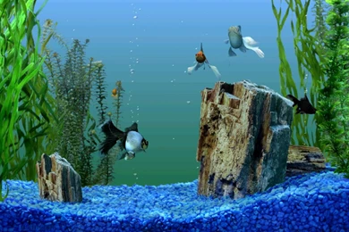 Large Fish Tank;fish Tank ; Hd