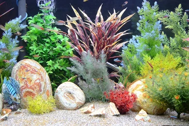 HD Aquarium Fish Tank Backgrounds 1080p Full Size   HiReWallpapers ...