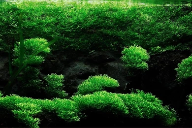 Mini Aquarium Creative Design Wallpapers 10 － Plant Wallpapers ...