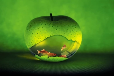 Download Fish Tank Wallpapers 1280x800