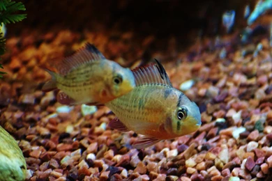 Download Wallpapers 3840x2400 Fish, Aquarium, Water, Macro ...