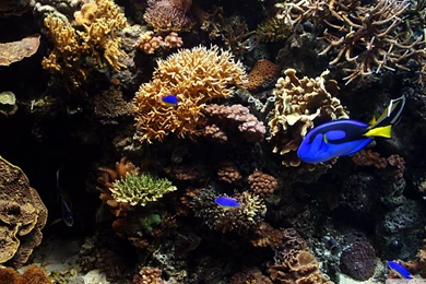 HD Aquarium Fish Tank Wallpapers Widescreen Full Size ...