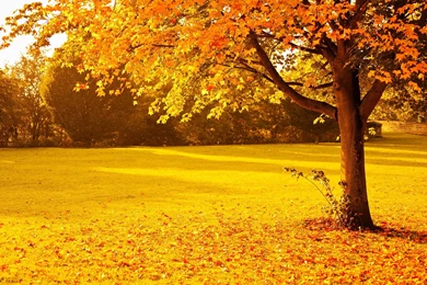 Yellow Red Autumn Park Wallpapers