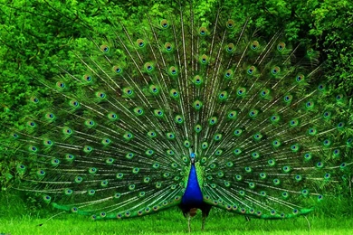 HD Wallpapers For PC Full Screen Free Download (6)