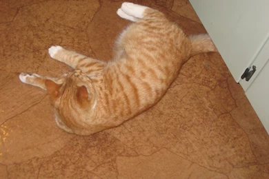 Lilliedale: Paper Bag Flooring