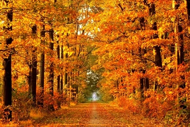 Windows Xp Autumn Wallpapers