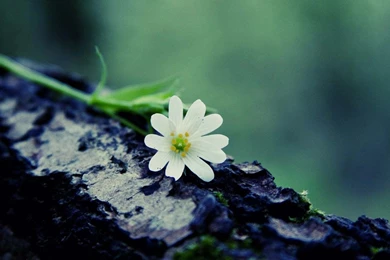 The Flowers Beautifully Desktop Wallpapers 1440x900 Widescreen Hd ...