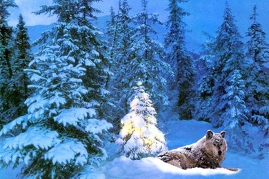 Christmas Wallpapers Wolf Wallpapers