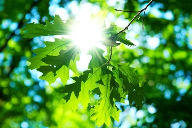 Close Up Leaf Leaves Green Sun Day Macro Sun Backgrounds Wallpapers ...