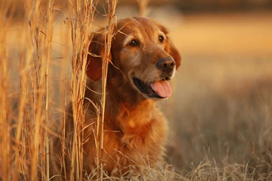Beauty Golden Retriever Wallpapers