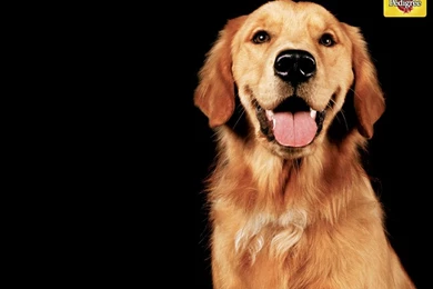 Dog Golden Retriever Raiden The Golden Retriever – Animals Dogs HD ...
