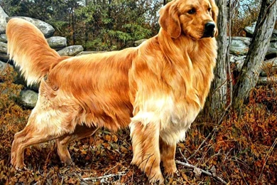 Dog Golden Retriever Hd Wallpapers 06