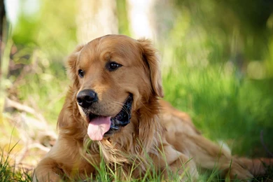 Golden Retriever HD Wallpapers, Dog Backgrounds