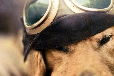 Golden Retriever Wallpapers   Android Apps On Google Play