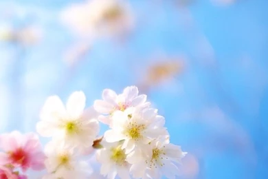 Pretty Wallpapers 711   HD Wallpapers