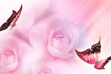 Pretty Pink Wallpapers   Wallpapers HD Base