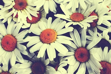 Pretty Wallpaper Backgrounds G8Q » WALLPAPERUN.COM