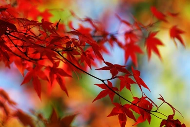 Hd wallpapers autumn leaves wallpaper wallpapersdesktop 1600×1200 ...