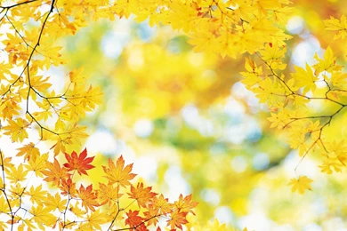 Download Autumn Leaves Wallpapers 1920x1080