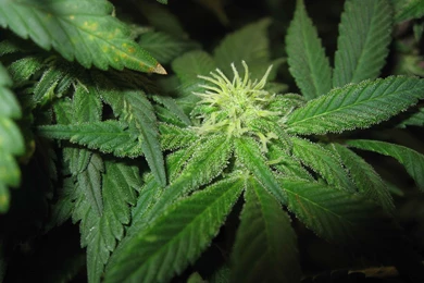 Weed Plant Wallpapers   Wallpapers Zone