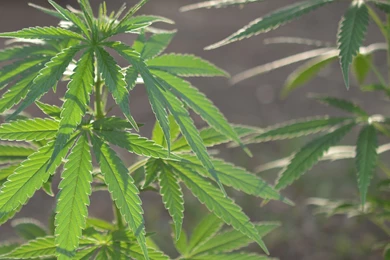 Cannabis Weed Plant Wallpapers