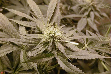 Marijuana Glefia.com Wallpapers