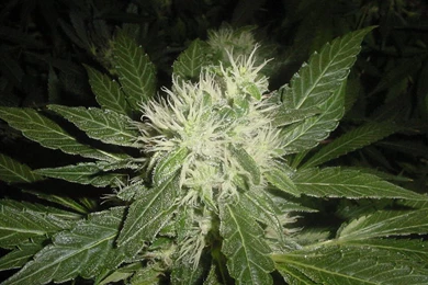 Wallpapers Weed Plant Pics Chronic 1024x768