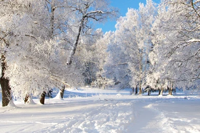 Download Wallpapers 2560x1024 Trees, Hoarfrost, Snow, Cover, Gray ...