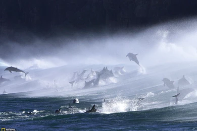 Bottlenose Dolphins In Surf