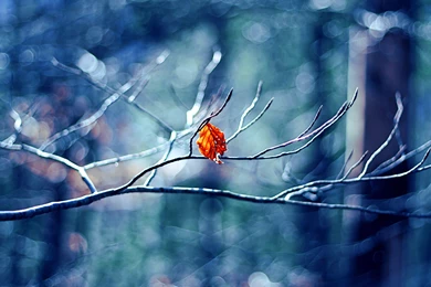 Winter Tree Leaf Wallpapers