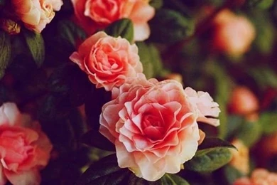 Wallpapers On Pinterest