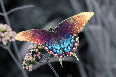 Beautiful Colorful 3d Hd Butterfly Wallpapers For Computers Laptops ...
