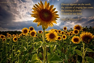 Bible Verses Bible Quotes Backgrounds Free Christian Wallpapers ...