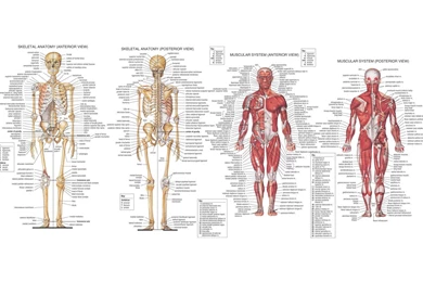 Human Anatomy HD Wallpapers » FullHDWpp   Full HD Wallpapers 1920x1080