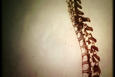 Anatomy, Spine, Drawings, House M.D. :: Wallpapers