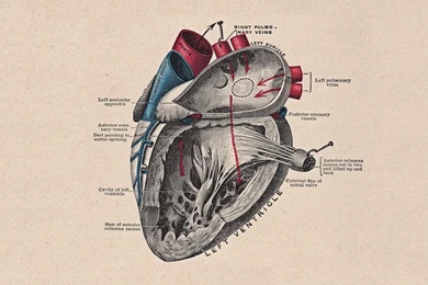 Heart Anatomy HD Wallpapers