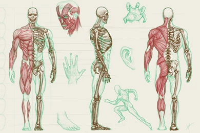 Human Anatomy Wallpapers Art