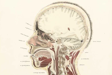 Download Anatomy Wallpapers 1200x750