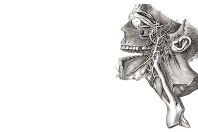 Anatomy Skeletons Monochrome Diagram Wallpapers