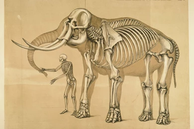 38 Anatomy HD Wallpapers