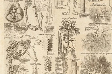 720x1280   Artistic/Anatomy   Wallpapers ID: 583574