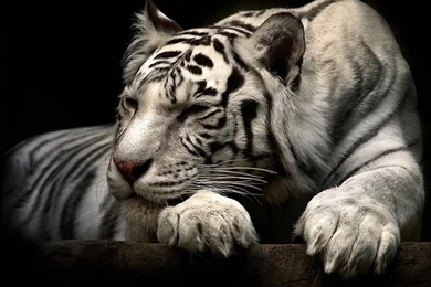 Top Quality Wallpapers