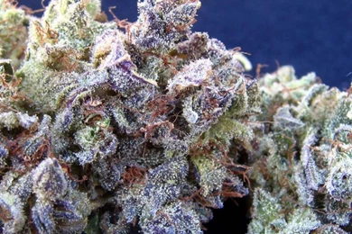 Blueberry Kush   Cool Graphic