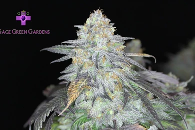 Kush Wallpapers   Wallpapers Cave