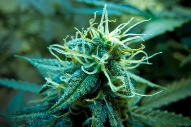 Kush Wallpapers   Wallpapers Cave