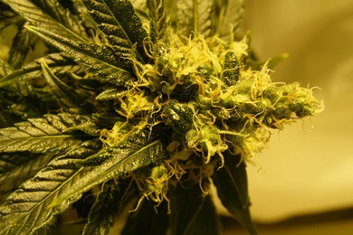 11 The Hawaiian Kush Cross High Resolution