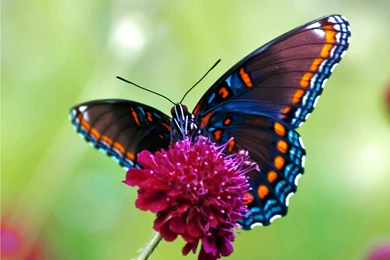 High Definition Butterfly Wallpapers For Free Download
